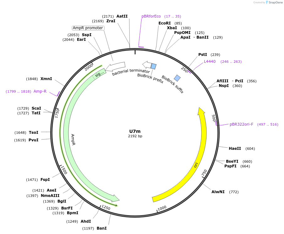 121020-plasmid-map-sequence-id-236180