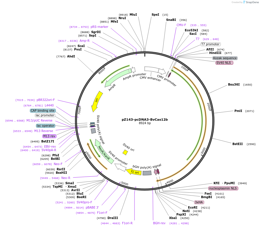 122445-plasmid-map-sequence-id-236181