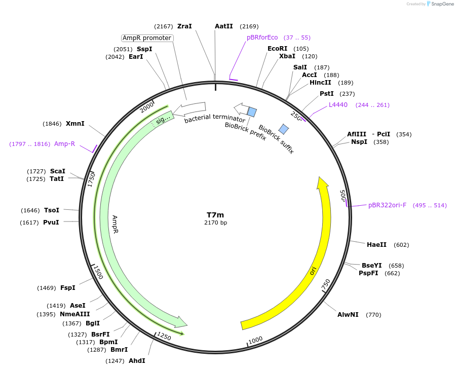 121030-plasmid-map-sequence-id-236182