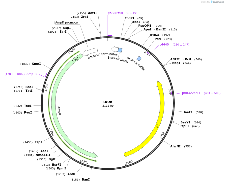 121021-plasmid-map-sequence-id-236184