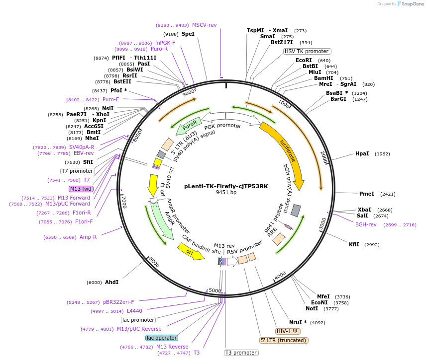 122283-plasmid-map-sequence-id-236186