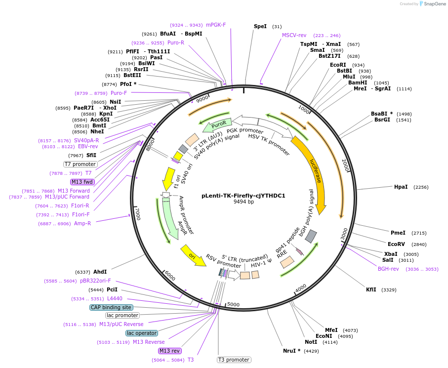 122284-plasmid-map-sequence-id-236187