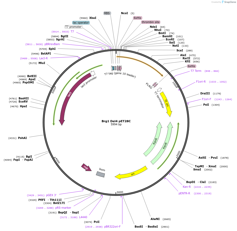 122118-plasmid-map-sequence-id-236188