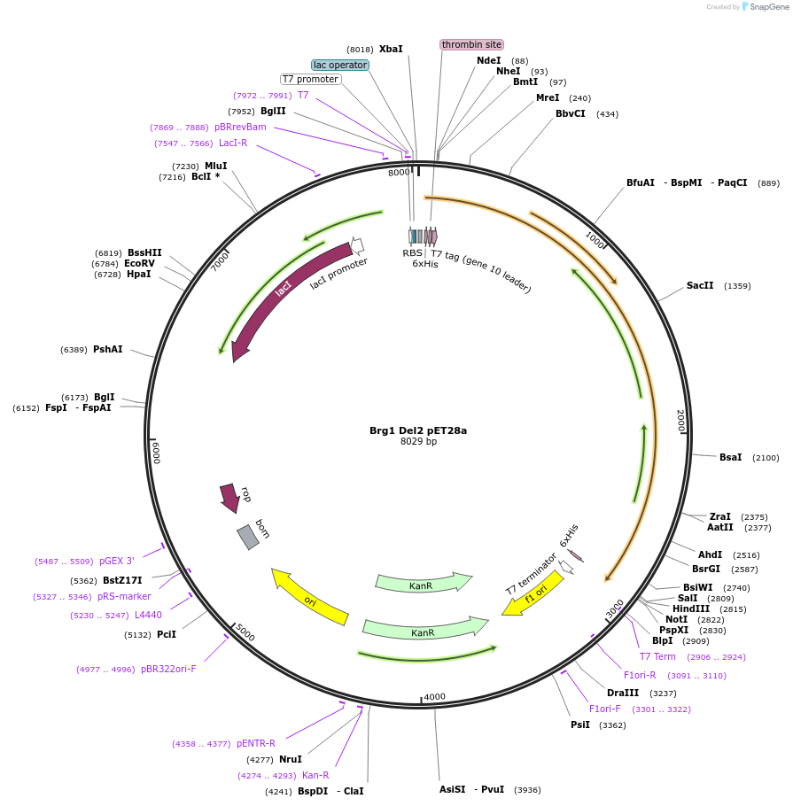 122116-plasmid-map-sequence-id-236196