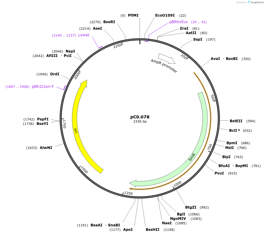 119609-plasmid-map-sequence-id-236198