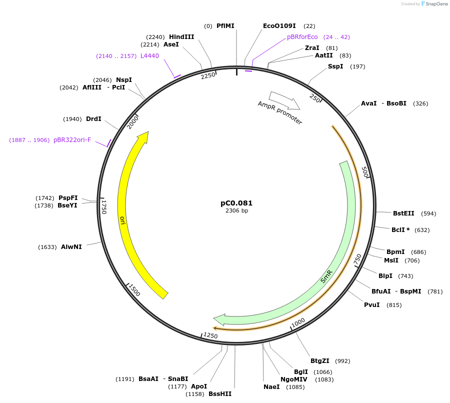 119610-plasmid-map-sequence-id-236200
