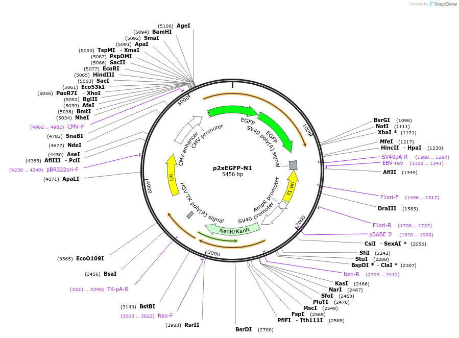 122162-plasmid-map-sequence-id-236201