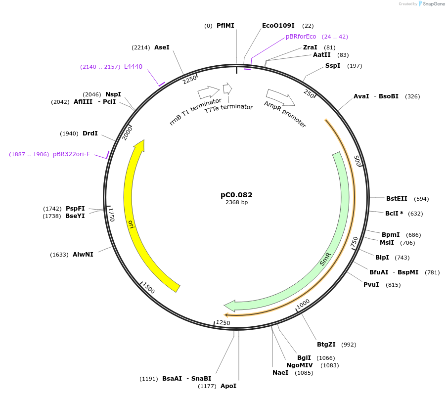 119611-plasmid-map-sequence-id-236202