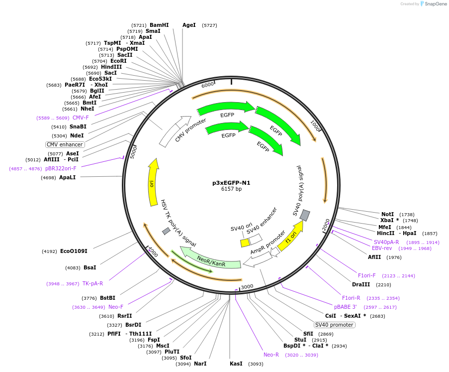 122163-plasmid-map-sequence-id-236268