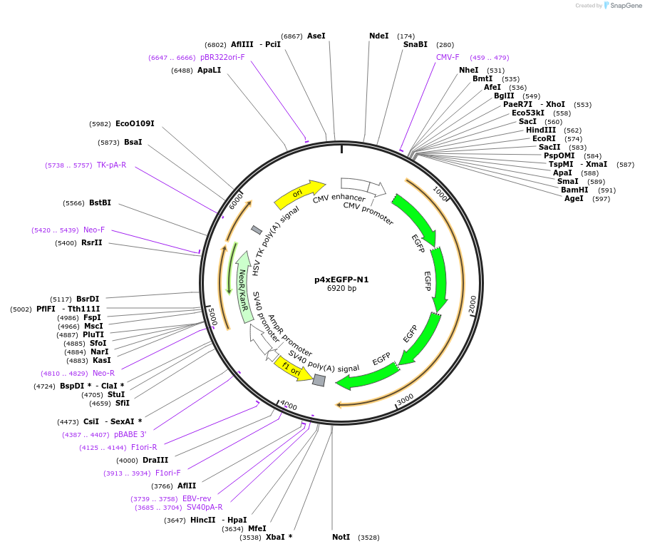 122164-plasmid-map-sequence-id-236276