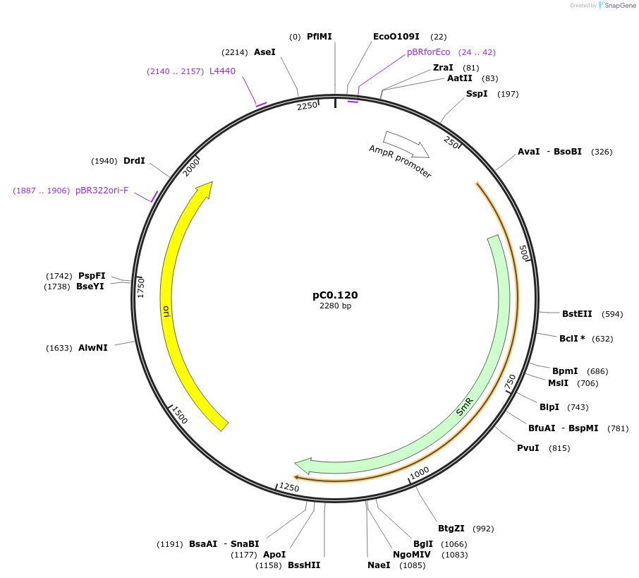 119616-plasmid-map-sequence-id-236311