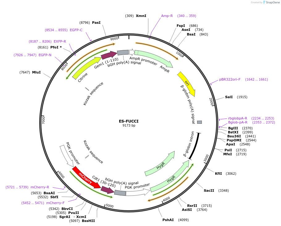 62451-plasmid-map-sequence-id-236315