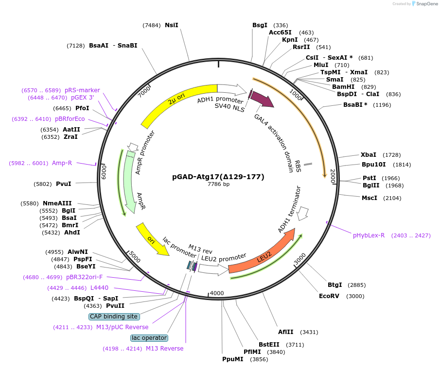 121518-plasmid-map-sequence-id-236316