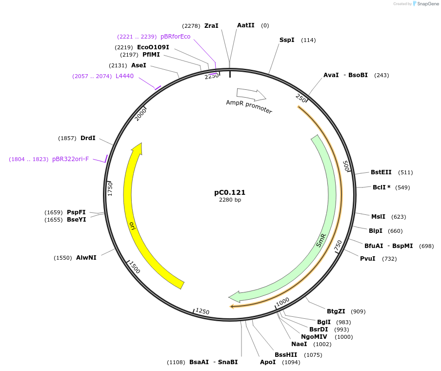 119617-plasmid-map-sequence-id-236325