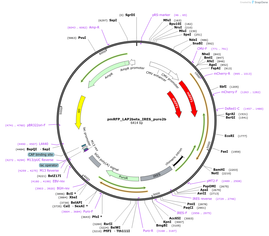 21047-plasmid-map-sequence-id-236327