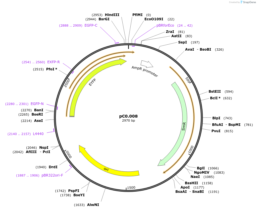 119618-plasmid-map-sequence-id-236328