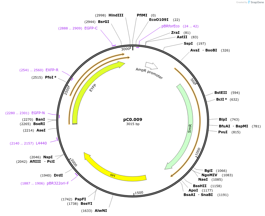 119619-plasmid-map-sequence-id-236331