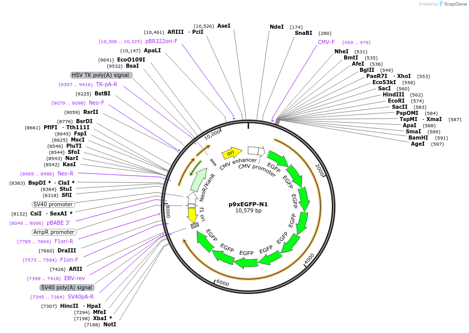 122169-plasmid-map-sequence-id-236332