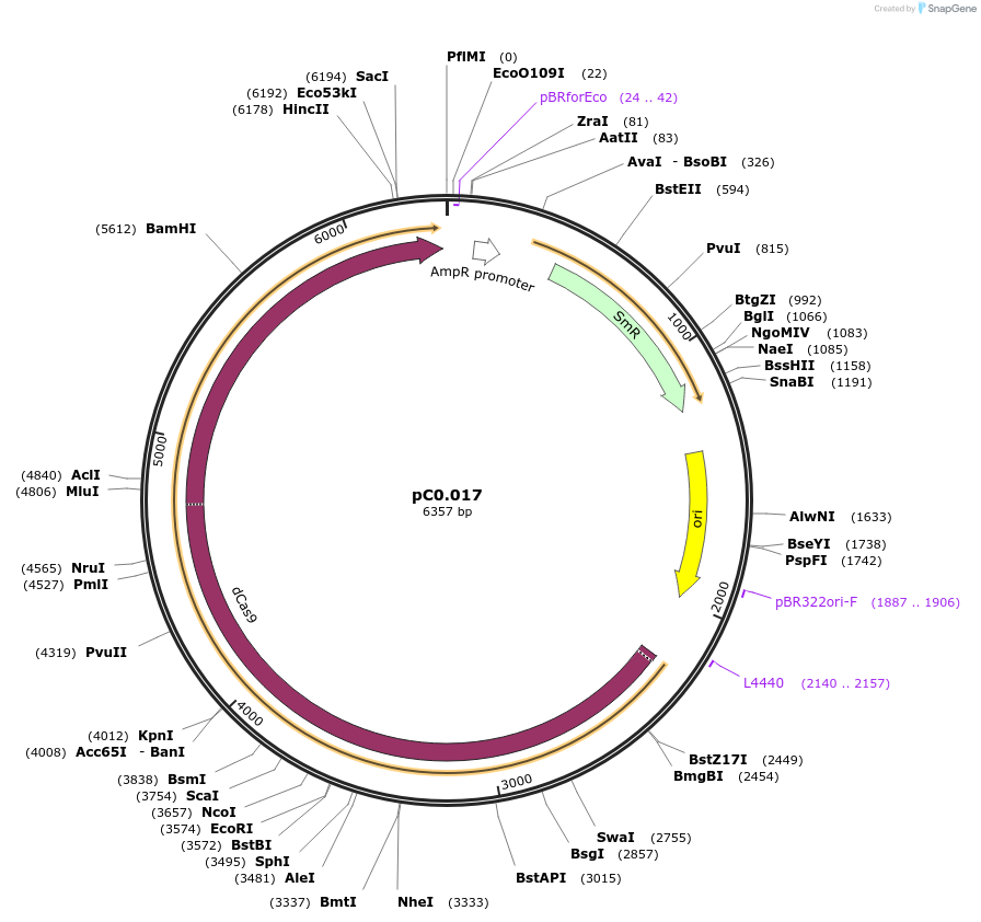 119621-plasmid-map-sequence-id-236334