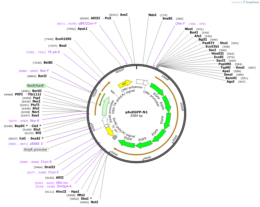 122166-plasmid-map-sequence-id-236336