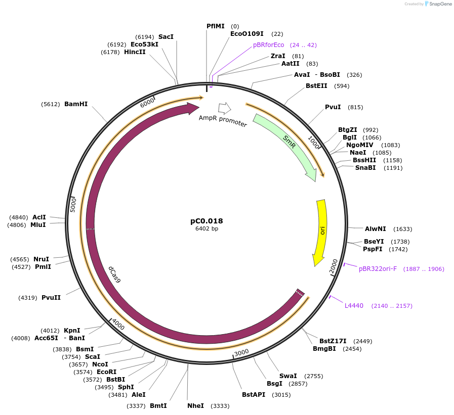 119622-plasmid-map-sequence-id-236337