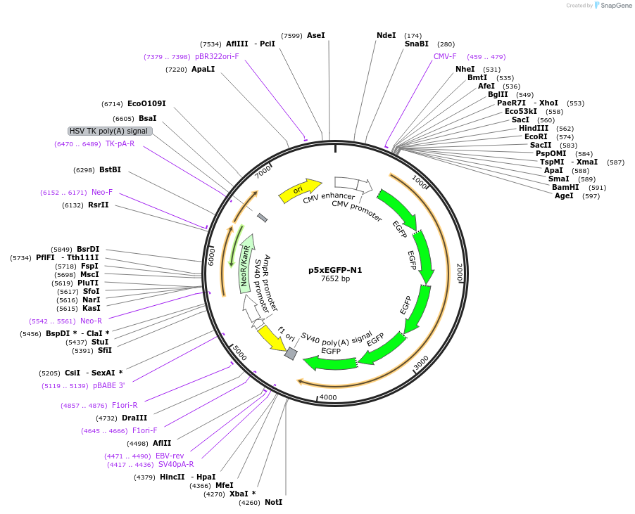 122165-plasmid-map-sequence-id-236338