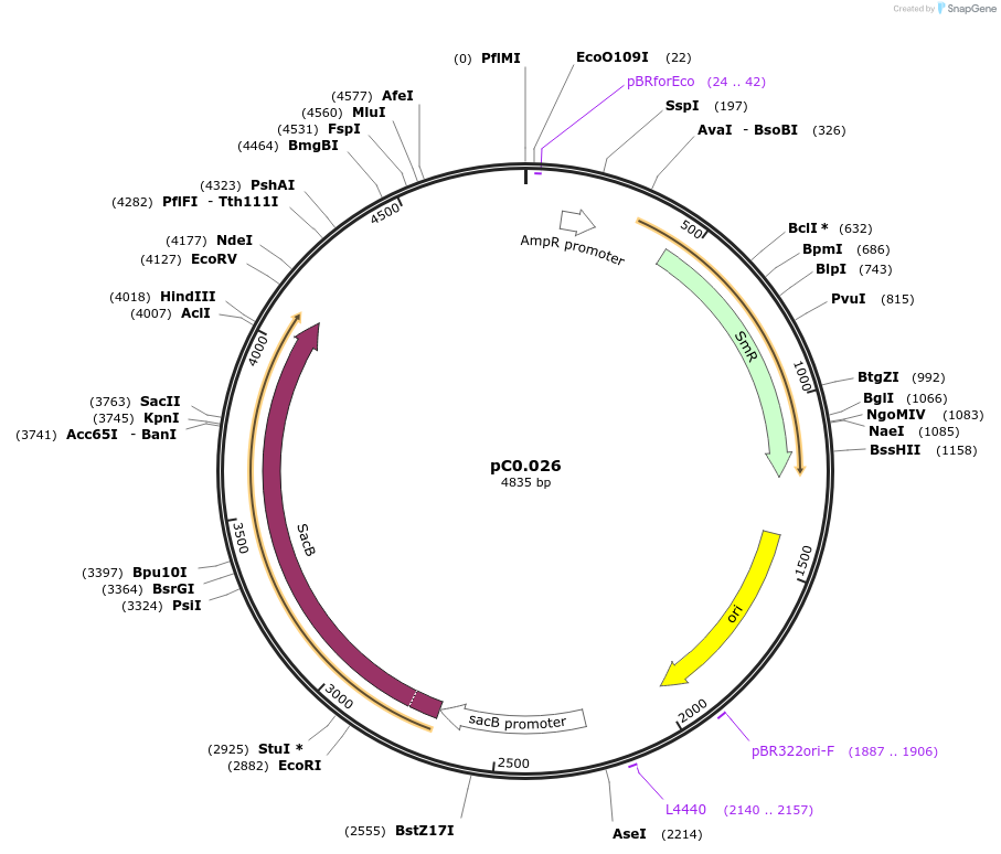 119623-plasmid-map-sequence-id-236339