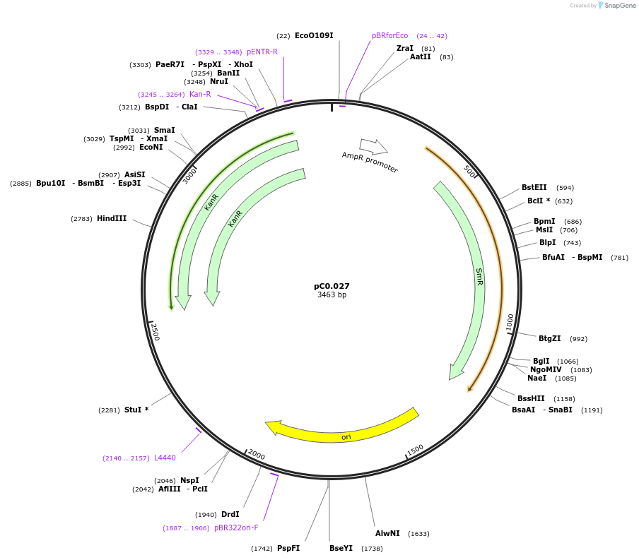 119624-plasmid-map-sequence-id-236343
