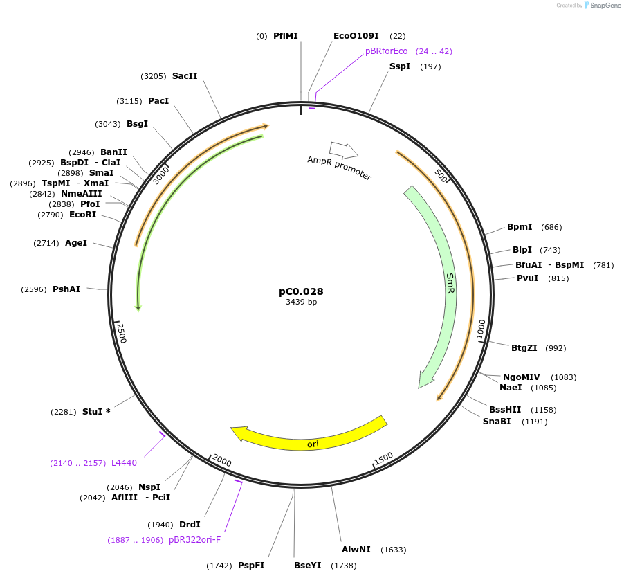 119625-plasmid-map-sequence-id-236344