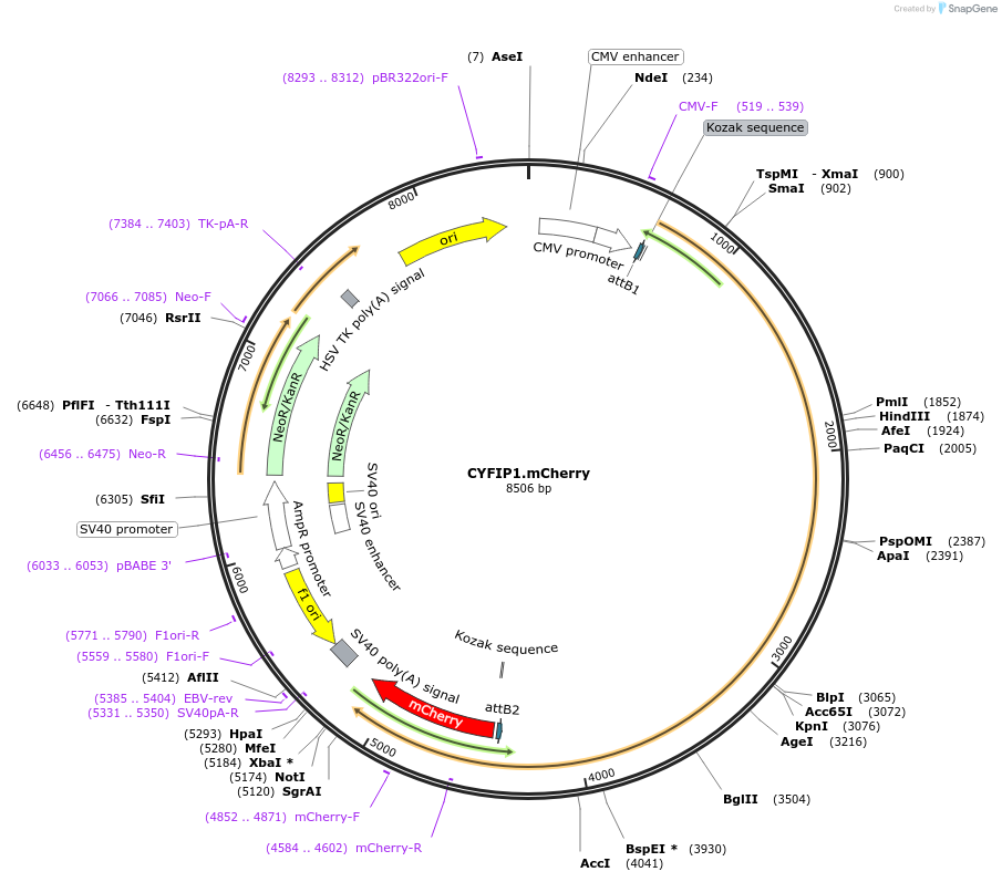 122051-plasmid-map-sequence-id-236346