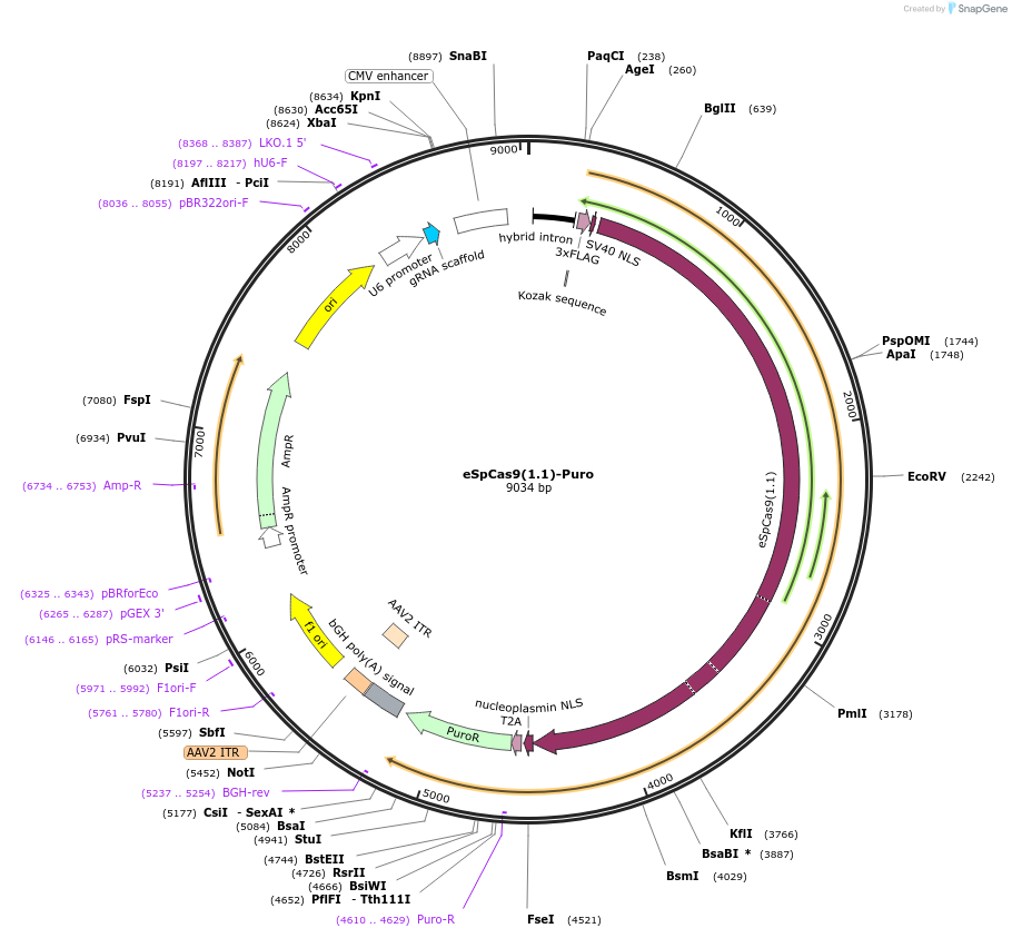 117686-plasmid-map-sequence-id-236350