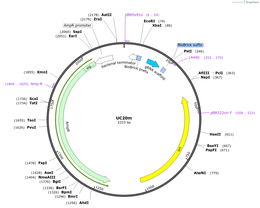 121040-plasmid-map-sequence-id-236353
