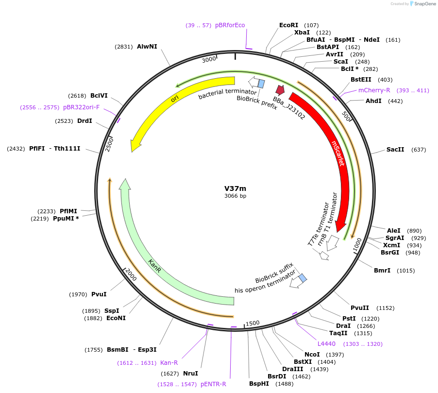 121043-plasmid-map-sequence-id-236355