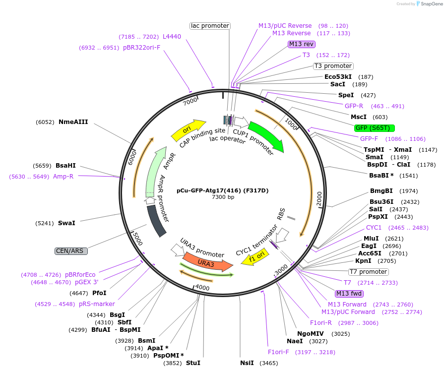121411-plasmid-map-sequence-id-236359