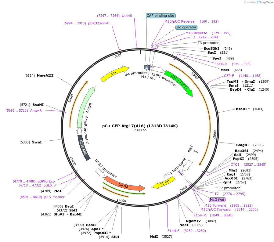 121409-plasmid-map-sequence-id-236360
