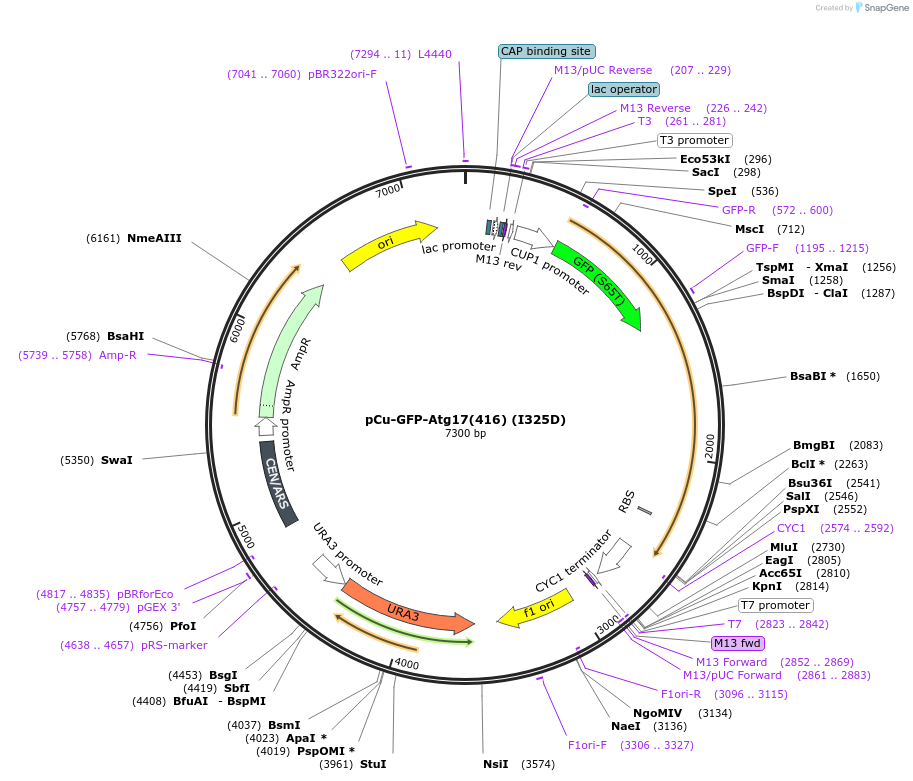 121412-plasmid-map-sequence-id-236361