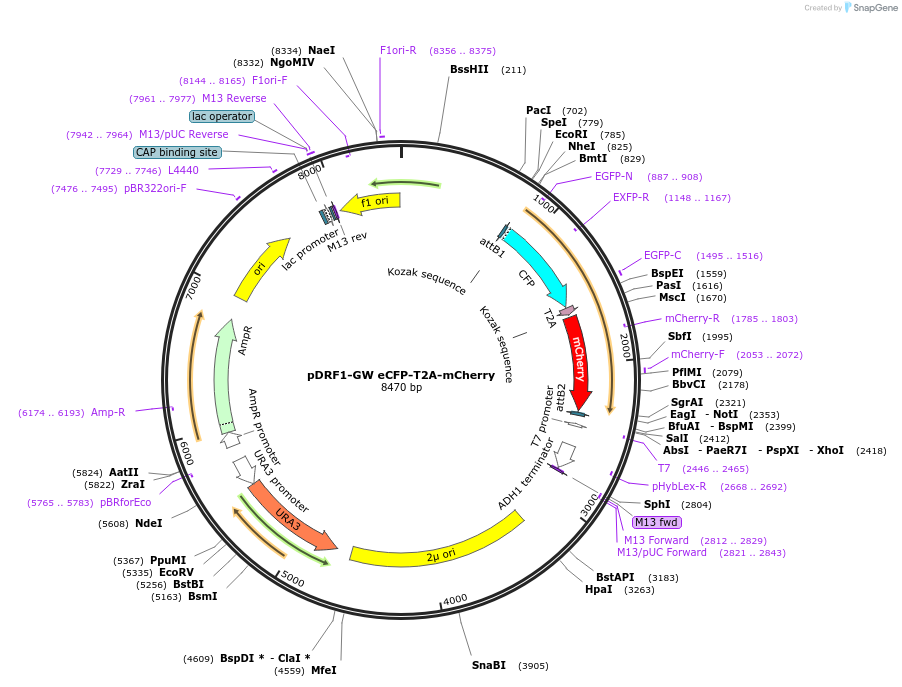 118421-plasmid-map-sequence-id-236362