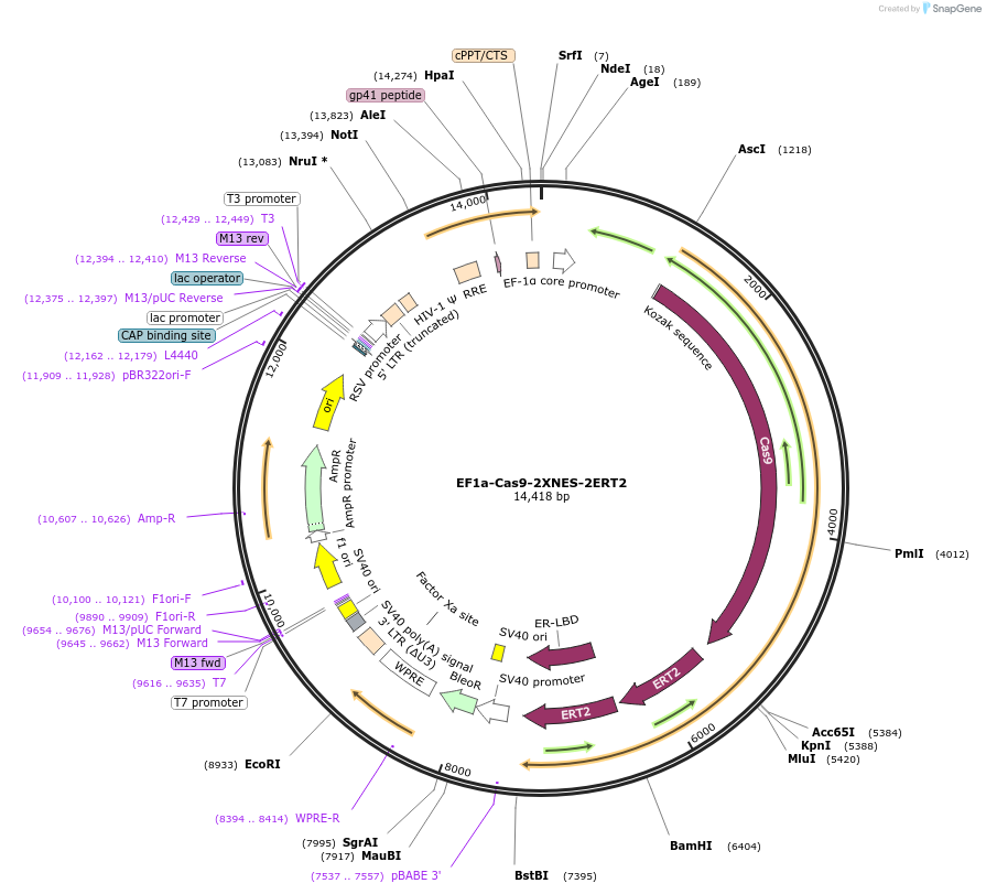 120551-plasmid-map-sequence-id-236365