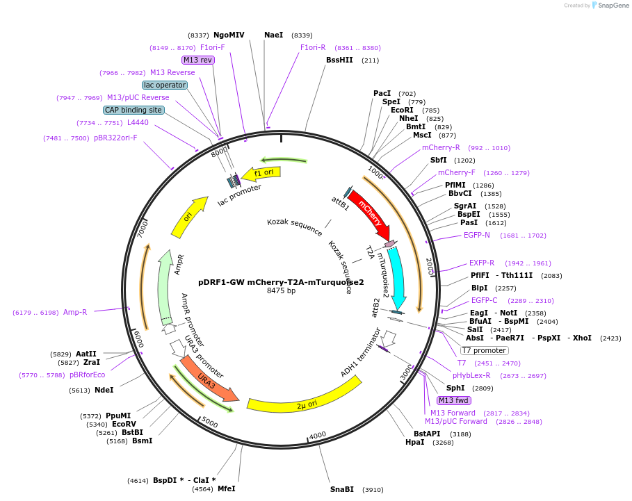 118423-plasmid-map-sequence-id-236367