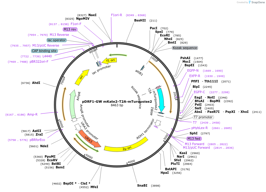 118426-plasmid-map-sequence-id-236371