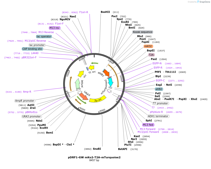 118427-plasmid-map-sequence-id-236372