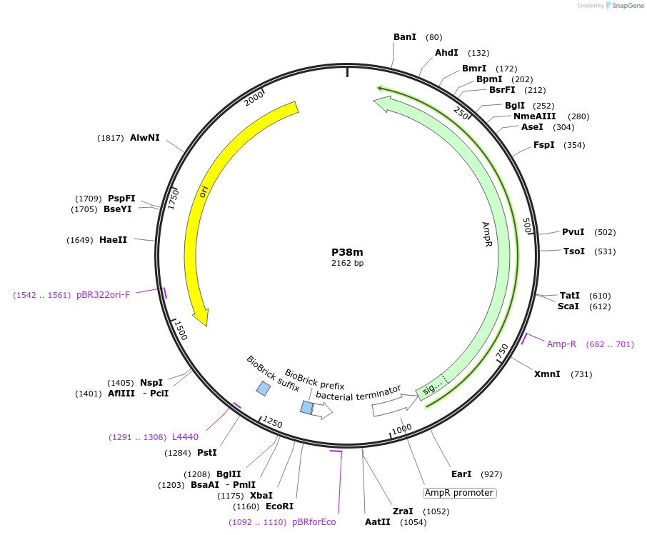 120948-plasmid-map-sequence-id-236376