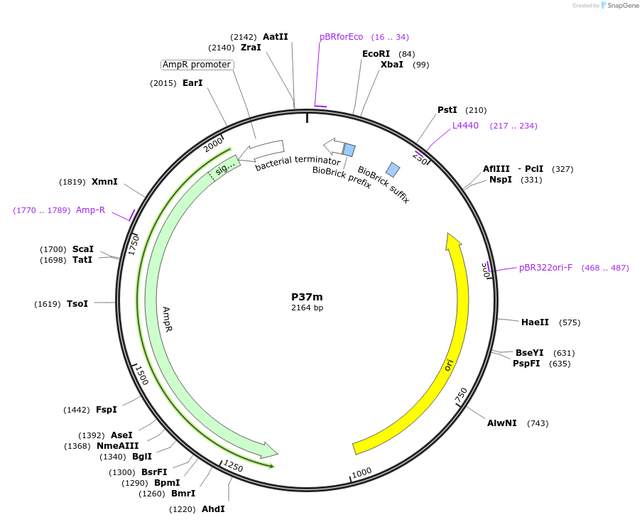120947-plasmid-map-sequence-id-236378