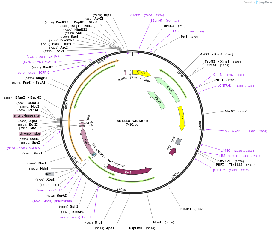 119828-plasmid-map-sequence-id-236394