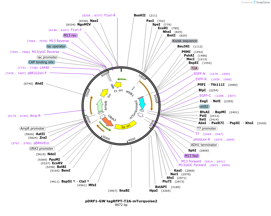118438-plasmid-map-sequence-id-236398