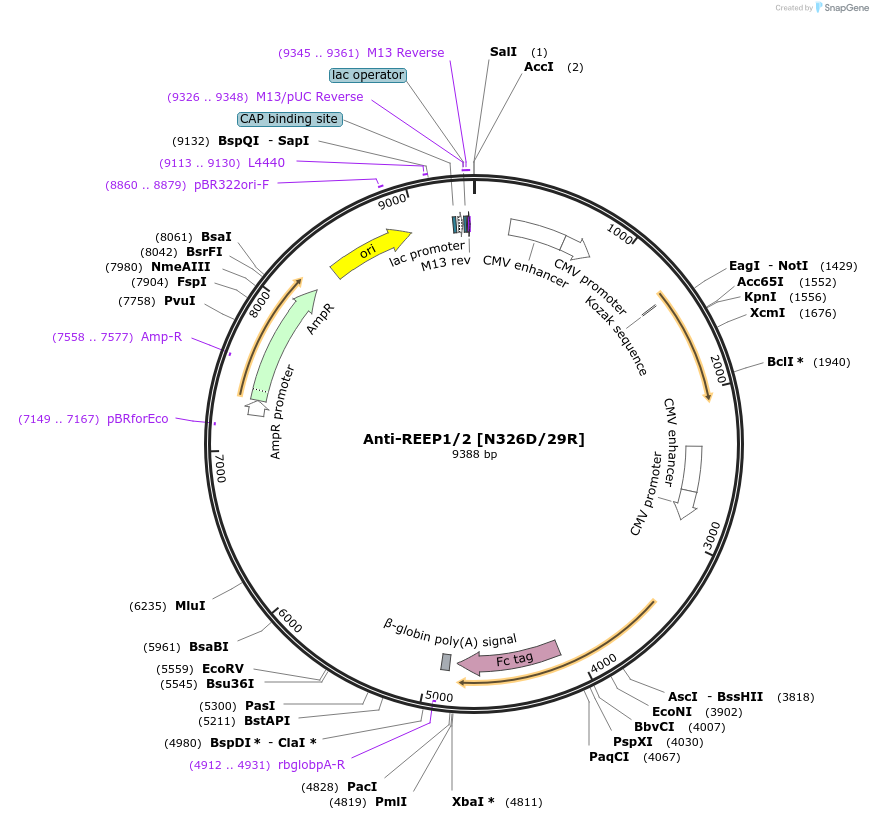 114510-plasmid-map-sequence-id-236401