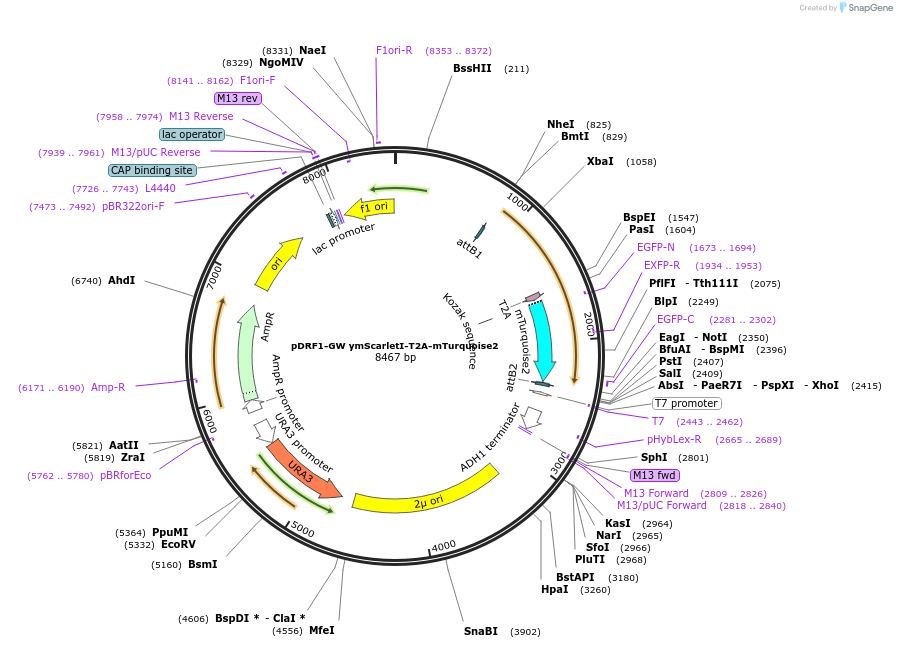 118441-plasmid-map-sequence-id-236402