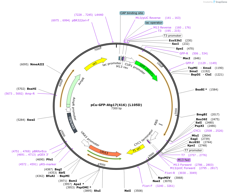 121410-plasmid-map-sequence-id-236905