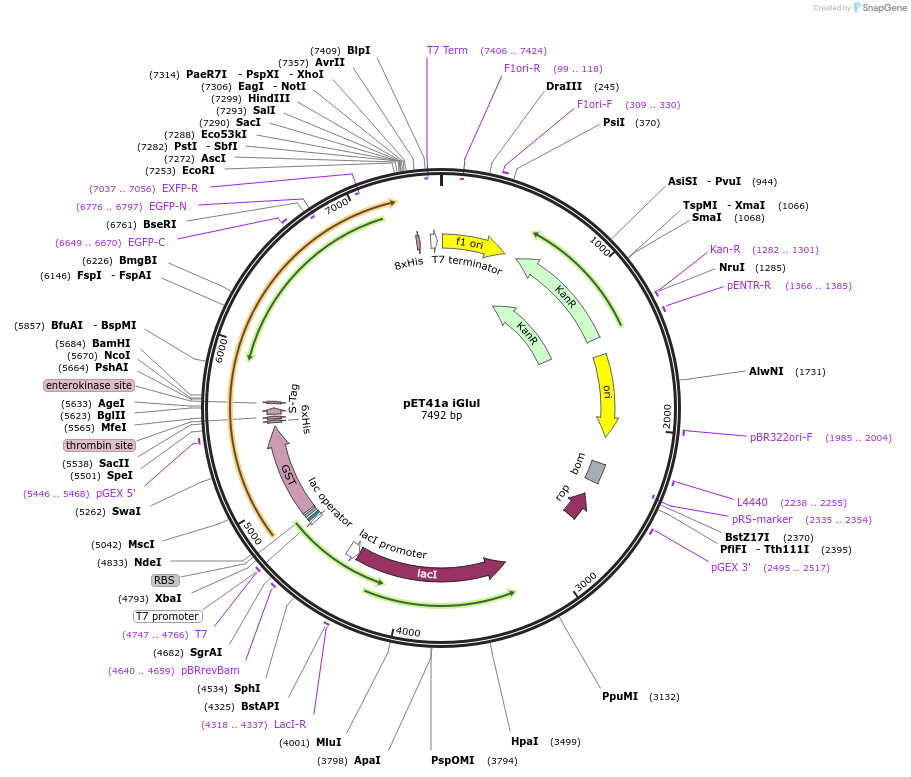 119832-plasmid-map-sequence-id-236906