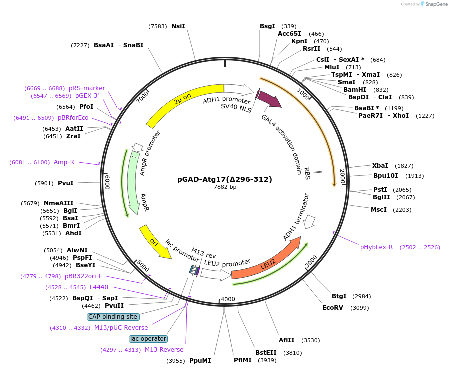 121523-plasmid-map-sequence-id-236909